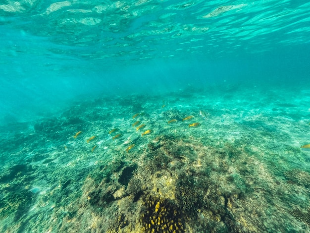 Sott'acqua in spiaggia sull'isola