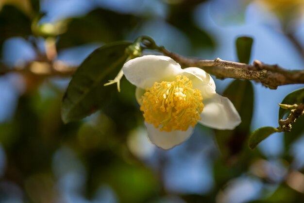 Sotto il sole fiori di tè con petali bianchi e fiori gialli sono nella foresta di tè selvatico