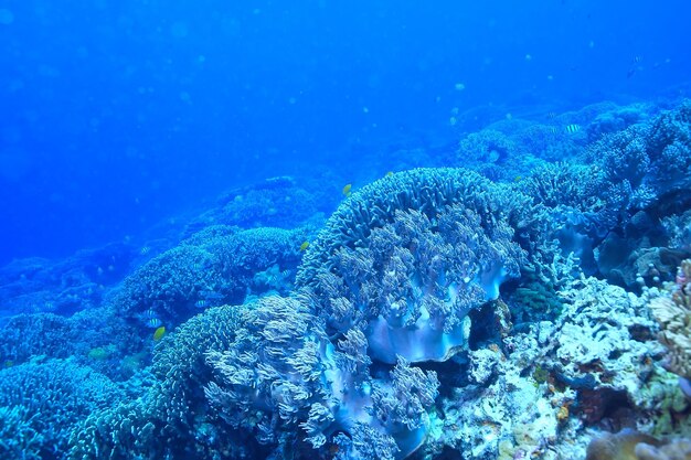 sotto l'acqua oceano / paesaggio mondo sottomarino, scena blu idillio natura