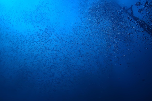 sotto l'acqua oceano / paesaggio mondo sottomarino, scena blu idillio natura