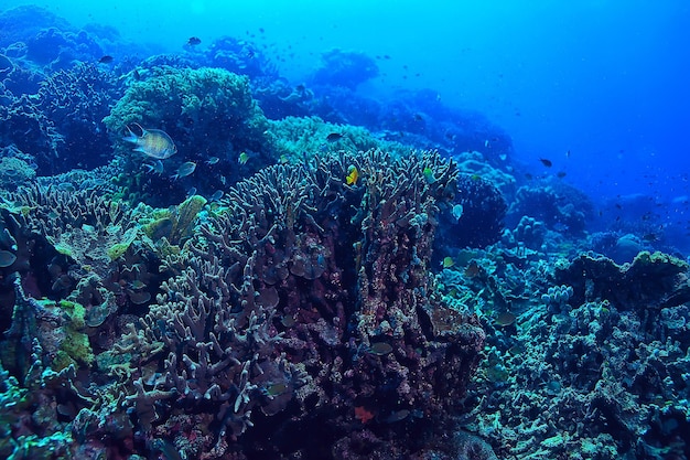 sotto l'acqua oceano / paesaggio mondo sottomarino, scena blu idillio natura