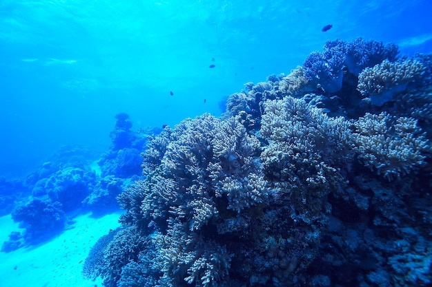 sotto l'acqua oceano / paesaggio mondo sottomarino, scena blu idillio natura