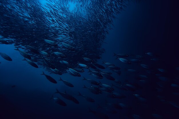 sotto l'acqua oceano / paesaggio mondo sottomarino, scena blu idillio natura