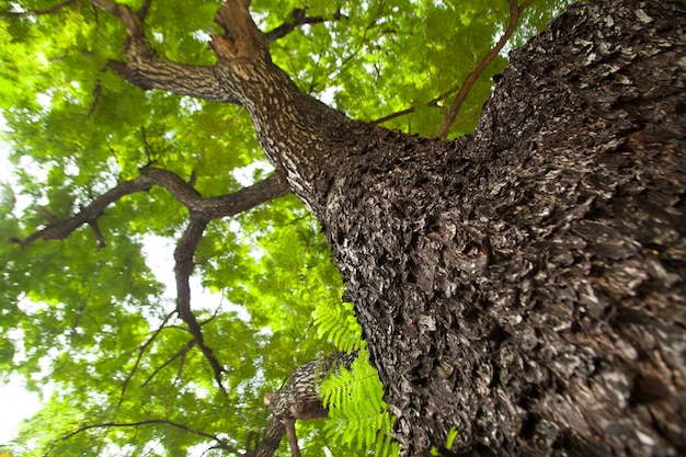 Sotto l&#39;albero.