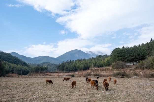 Sotto le alte montagne, nei campi autunnali, un gruppo di bovini sta mangiando erba