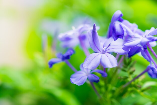 Sottragga il fiore vago della natura con luce solare usando come concetto del fondo