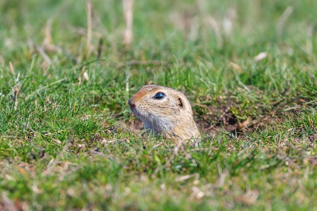 Souslik (Spermophilus citellus) scoiattolo di terra europeo nell'ambiente naturale