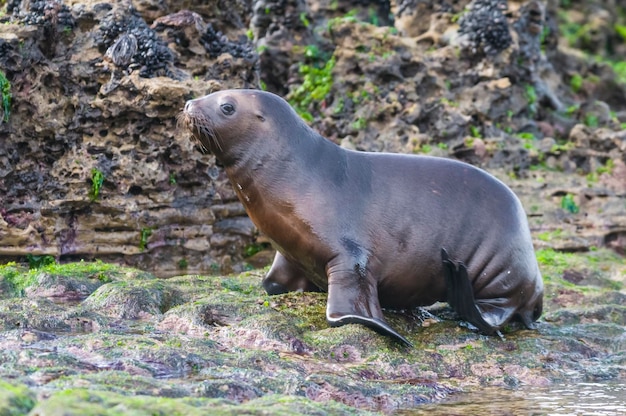 SOUTH AMERICAN SEA LION pupPeninsula Valdes ChubutPatagonia Argentina