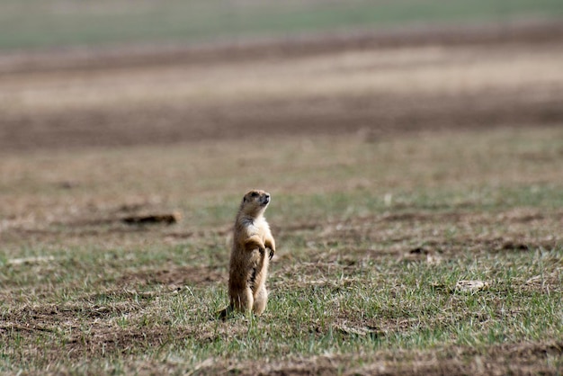 South Dakota Badlands National Park Cane della prateria dalla coda nera Cane della prateria che osserva i predatori