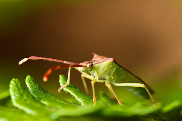 Southern Green Stinkbug (Nezara viridula)