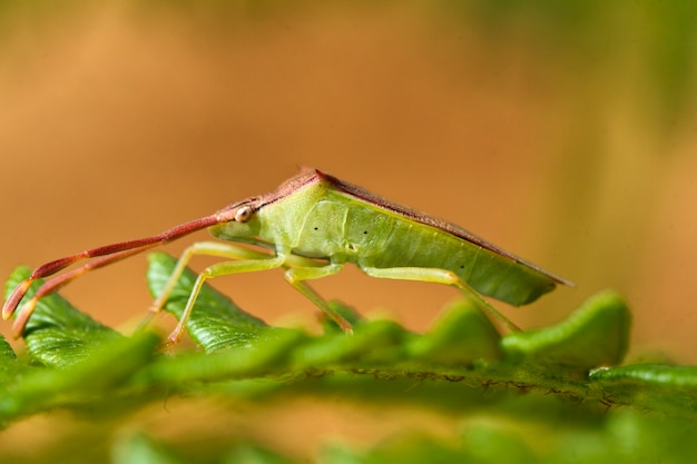 Southern Green Stinkbug (Nezara viridula)