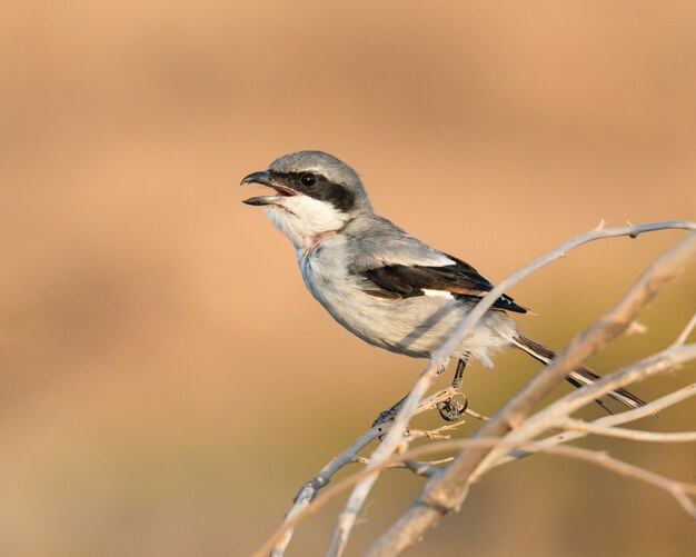 Southern Grey Shrike al tramonto