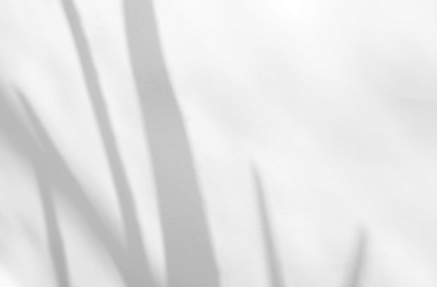 Sovrapposizione di ombra naturale di foglie organiche su sfondo bianco per la sovrapposizione su sfondo di presentazione del prodotto e mockup con spazio per la copia
