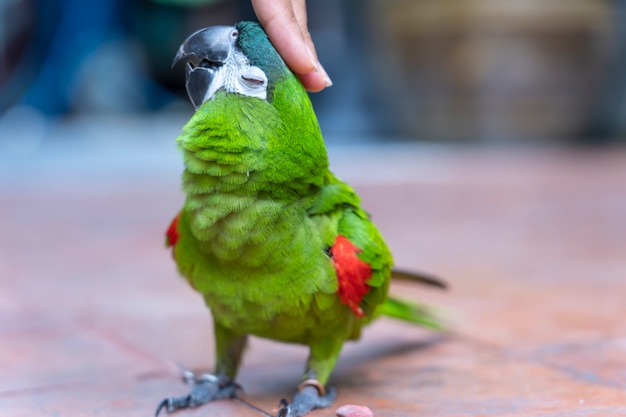 Spalla rossa verde macinata Hahn a mano