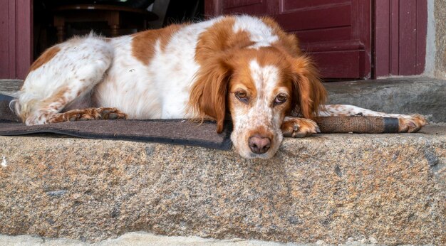 Spaniel cane sotto il portico della casa