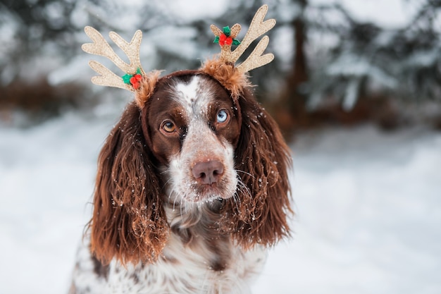 Spaniel di cioccolato con gli occhi azzurri nel bordo di corna di cervo nella foresta invernale