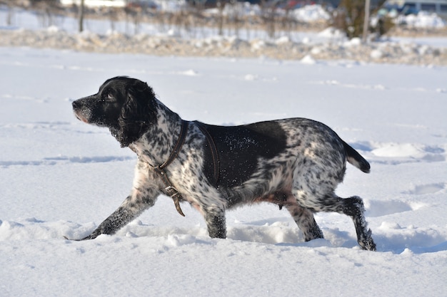 Spaniel pezzato nero che cammina nella neve