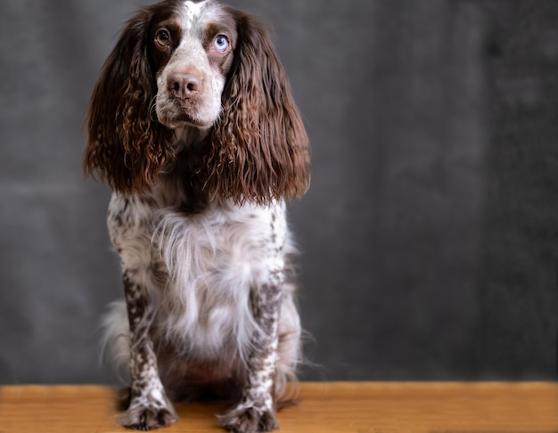 Spaniel russo al cioccolato con occhi di diversi colori seduti