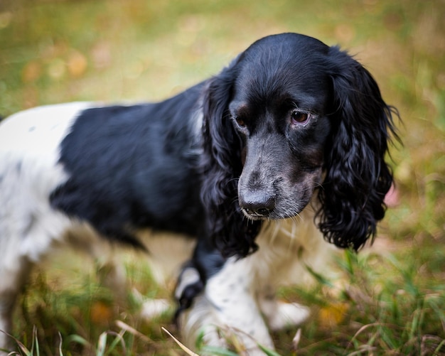 Spaniel russo ritratto di un cane