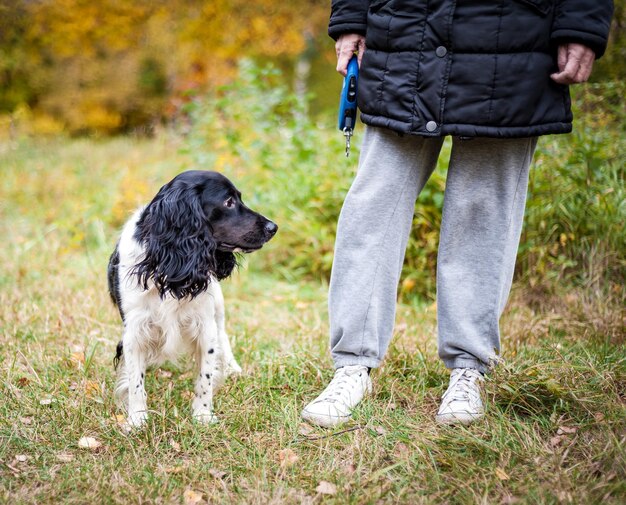 Spaniel russo ritratto di un cane