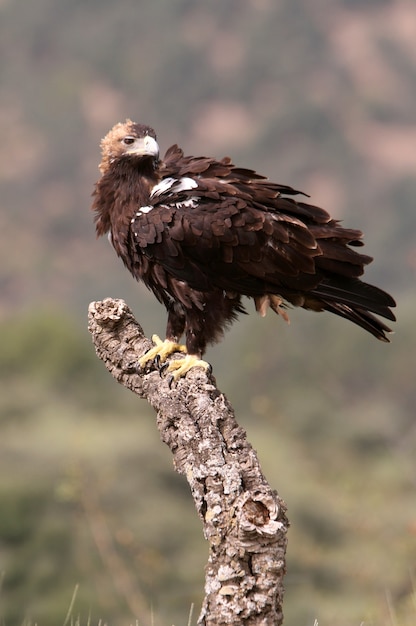 Spanish Imperial Eagle femmina adulta in una foresta mediterranea in una giornata ventosa