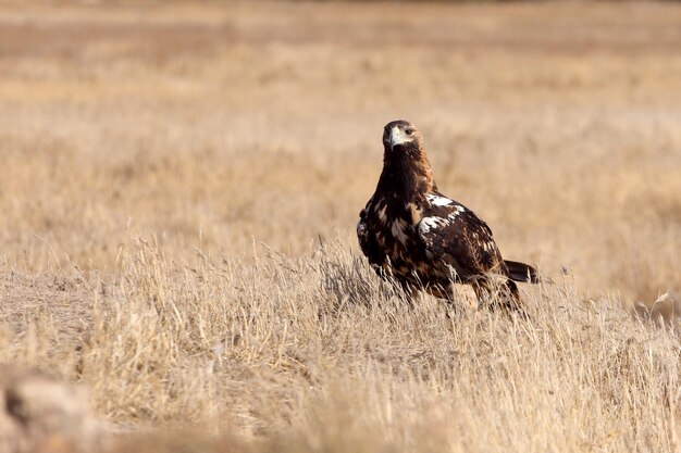 Spanish Imperial Eagle femmina adulta in una giornata ventosa di prima mattina