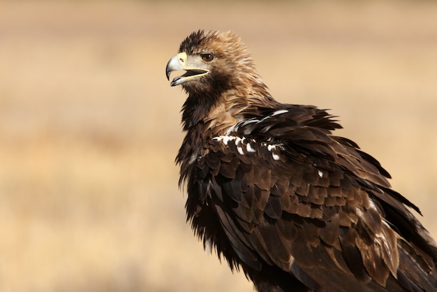 Spanish Imperial Eagle maschio adulto in una giornata ventosa la mattina presto