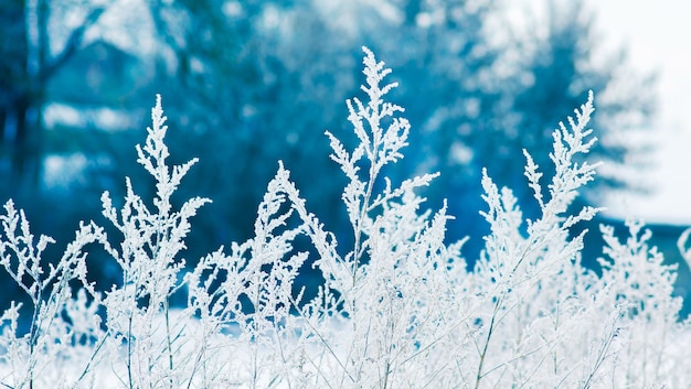 Spara erba coperta di brina su uno sfondo blu con tempo soleggiato