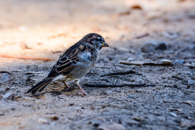Sparrow appoggiato a terra