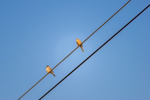 Sparrow in piedi calma sulla linea elettrica