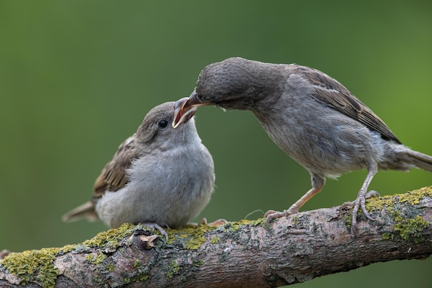 Sparrow Passer domesticus un passero adulto nutre il suo giovane pulcino