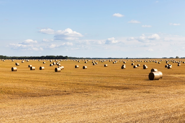 Sparso su un campo obliquo cataste di paglia dopo la raccolta dei cereali