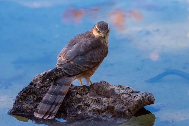 Sparviero eurasiatico (Accipiter nisus) Malaga, Spagna