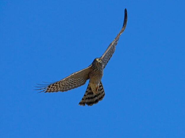 Sparviero eurasiatico Accipiter nisus