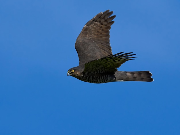 Sparviero eurasiatico Accipiter nisus