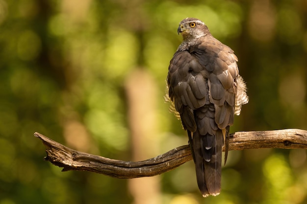 Sparviero eurasiatico seduto su un ramo nella foresta estiva dalla parte posteriore