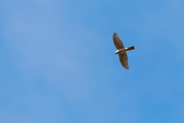 Sparviero in volo (Accipiter nisus) Sparviero eurasiatico