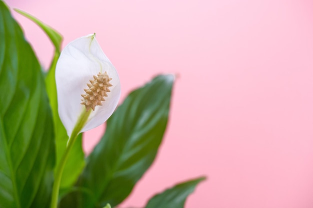 Spathiphyllum fiore bianco e foglia verde su sfondo rosa tenero closeup