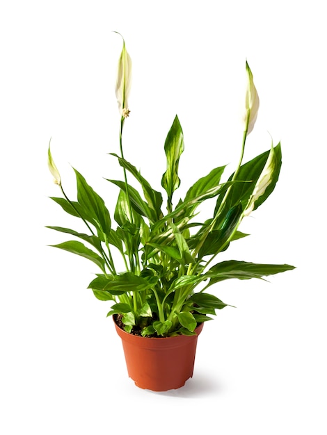 Spathiphyllum (Spath o giglio di pace) in un vaso isolato sul percorso di ritaglio bianco