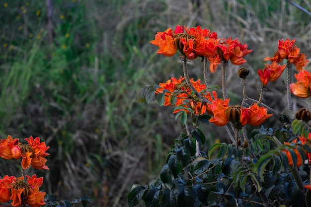 spathodea campanulata o arbol de flores naranjas