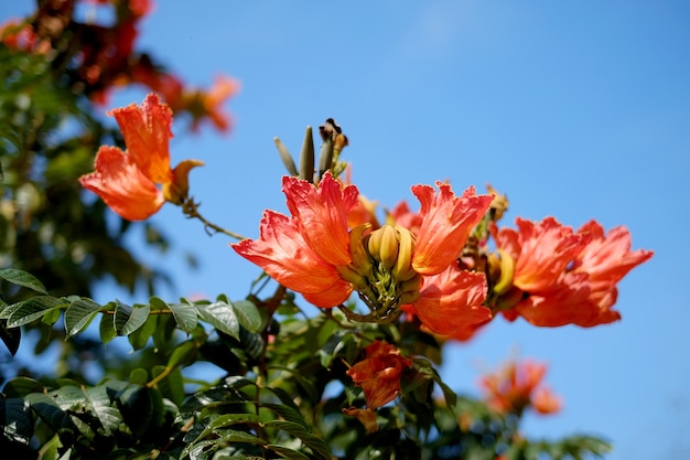 Spathodea campanulata un fiore di colore scarlatto in fiore