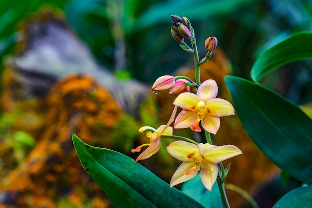 Spathoglottis plicata Blume, bella wildorchid in rainseason.