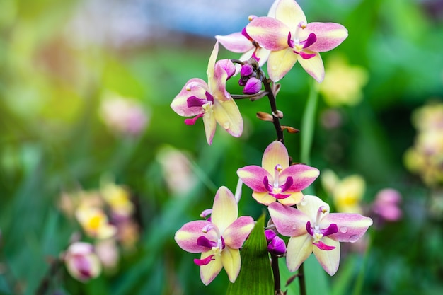 Spathoglottis plicata Blume