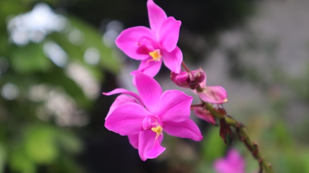 Spathoglottis plicata, questo fiore comunemente noto come orchidea filippina, fiore viola.