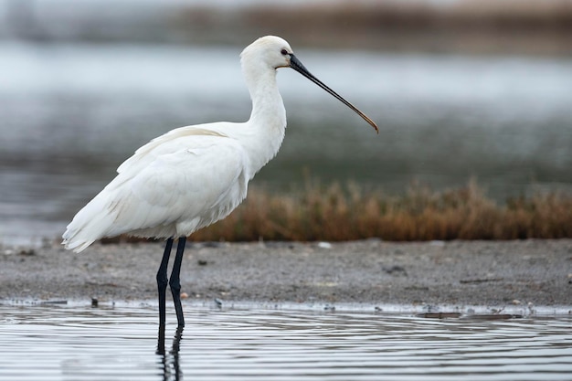 Spatola eurasiatica Platalea leucorodia Malaga Spagna