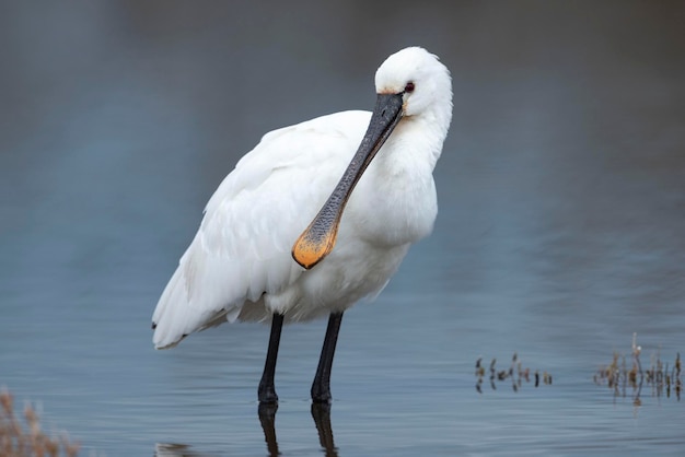 Spatola eurasiatica Platalea leucorodia Malaga Spagna