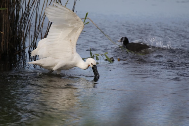 Spatola pesca nelle secche intorno a un lago