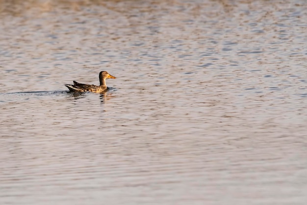 Spatula clypeata - Il cucchiaio comune, è una specie di uccello anseriforme della famiglia degli Anatidae