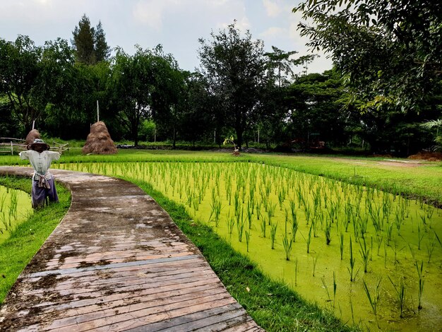 Spaventapasseri nel campo di riso verde trapiantato