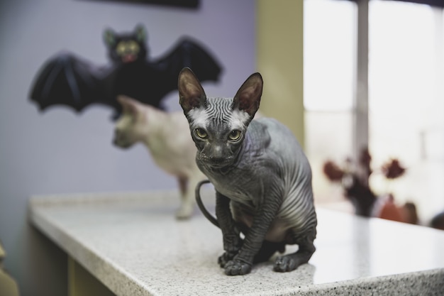 spaventoso gatto nero giovane don sphynx con mazza di carta nera